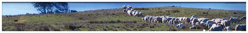 American Sheep Industry Photo